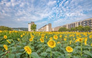 辽宁高考多少分能上福建师范大学？附近三年最低院校投档线